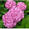 Саженец гортензии крупнолистной Пинк Вондер (Pink Wonder): фото и описание
