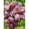 Саженец винограда Низина (Ранний/Фиолетовый): фото и описание