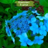 Саженцы гортензии крупнолистной Блюберд (Blue Bird) -  5 шт.: фото и описание