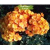 Саженцы хризантемы мультифлора Бран Бич Оранж (Branbeach Orange) (Оранжевая ) -  5 шт.: фото и описание