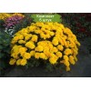 Саженцы хризантемы мультифлора Браниндио (Branindio) -  5 шт.: фото и описание