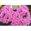 Саженцы хризантемы мультифлора Урсула ПИНК (Ursula Pink) (Сиреневая ) -  5 шт.: фото и описание