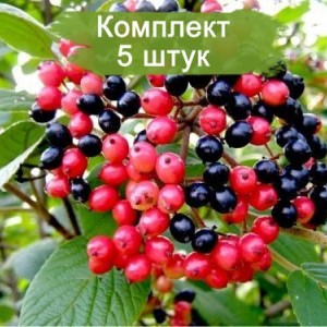Комплект 5шт / Калина гордовина Ауреа