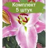 Луковицы лилии Белградо (Belgrado)  -  5 шт.: фото и описание