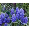Луковицы Мускари Блю Спайк (Blue Spike) - 5 шт.: фото и описание