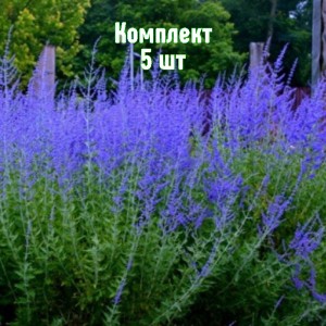 Комплект 5шт / Перовския лебедолистная Голубой Туман