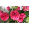 Саженцы спрей розы Пинк Пиано (Pink Piano) -  5 шт.: фото и описание