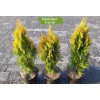 Туя Смарагд (Smaragd) до 20 см -  5 шт.: фото и описание