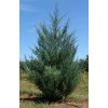 Саженец можжевельника Виргинский от 100 см: фото и описание