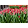 Срезка Луковица Тюльпанаов на 8 марта оптом Луковица Тюльпана Ферст Стар (First Star): фото и описание